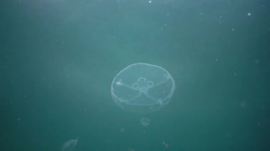 Aurelia aurita (ay jöle, ay denizanası, ortak denizanası veya daire jöle). Su sütunu içinde yüzen bir denizanası. Karadeniz