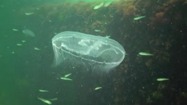 Aurelia aurita (ay jöle, ay denizanası, ortak denizanası veya daire jöle). Su sütunu içinde yüzen bir denizanası. Karadeniz