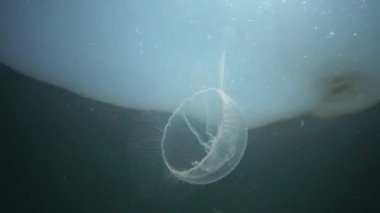 Aurelia aurita (ay jöle, ay denizanası, ortak denizanası veya daire jöle). Su sütunu içinde yüzen bir denizanası. Karadeniz