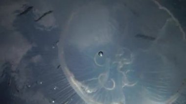 Aurelia aurita (ay jöle, ay denizanası, ortak denizanası veya daire jöle). Su sütunu içinde yüzen bir denizanası. Karadeniz