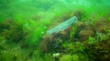 Aurelia aurita (ay jöle, ay denizanası, ortak denizanası veya daire jöle). Su sütunu içinde yüzen bir denizanası. Karadeniz