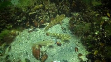 Algler arasında kumlu altındaki yuvarlak kayabalığı (Neogobius melanostomus). Karadeniz.