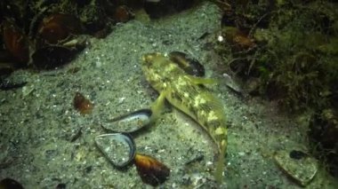 Algler arasında kumlu altındaki yuvarlak kayabalığı (Neogobius melanostomus). Karadeniz.