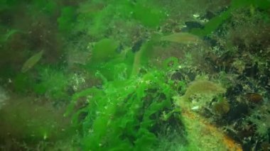 Genç gri wrasse (Symphodus cinereus) algler arasında günün balık. Odessa defne, Karadeniz