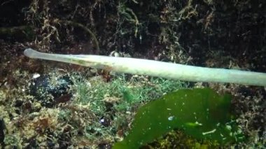 Albino sarı-yeşil kadın geniş burunlu pipefish (Syngnathus typhle) yosun çalılıkları içinde