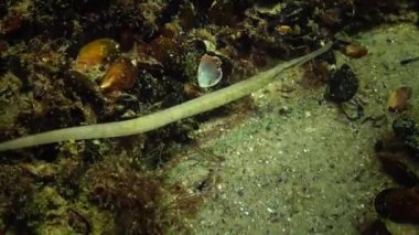 Albino sarı-yeşil kadın geniş burunlu pipefish (Syngnathus typhle) yosun çalılıkları içinde