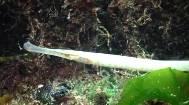 Albino sarı-yeşil kadın geniş burunlu pipefish (Syngnathus typhle) yosun çalılıkları içinde