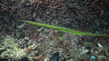 Sarı-yeşil kadın geniş burunlu pipefish (Syngnathus typhle) yosun çalılıkları içinde