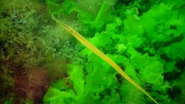 Sarı-yeşil kadın geniş burunlu pipefish (Syngnathus typhle) yosun çalılıkları içinde