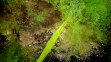 Sarı-yeşil kadın geniş burunlu pipefish (Syngnathus typhle) yosun çalılıkları içinde