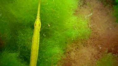 Sarı-yeşil kadın geniş burunlu pipefish (Syngnathus typhle) yosun çalılıkları içinde