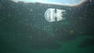 Genç bir örnek su sütunu içinde yüzen Karadeniz'de, Rhizostoma pulmo, denizanası. Bir scyphomedusa Rhizostomatidae ailede