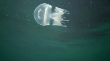 Genç bir örnek su sütunu içinde yüzen Karadeniz'de, Rhizostoma pulmo, denizanası. Bir scyphomedusa Rhizostomatidae ailede