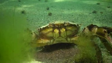 Büyük bitkisel Yengeç, erkek. Yeşil Yengeç (Çingene maenas). İstilacı türlerin