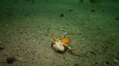 Yüzme yengeç (Macropipus holsatus) - havyar lies üstünde onun sırt ve küçük balık olan bir dişi saldırı... Karadeniz.