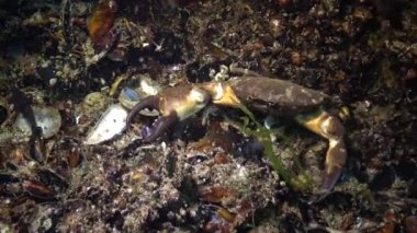 Jaguar yuvarlak yengeç (Xantho poressa). Karadeniz 'in Hayvanı.