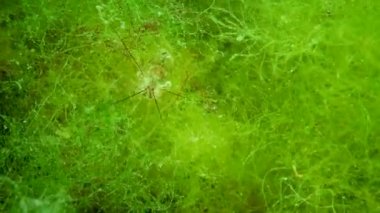 Yeşil alg çalılıklarında karides karidesi (Palaemon adspersus). Karadeniz