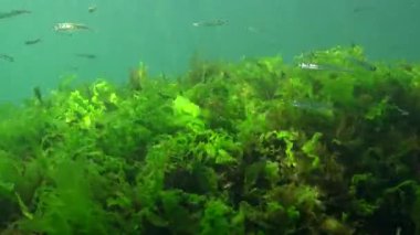 Karadeniz 'de deniz yosunları arasında büyük ölçekli kum eridi (Atherina pontica). Karadeniz Balığı