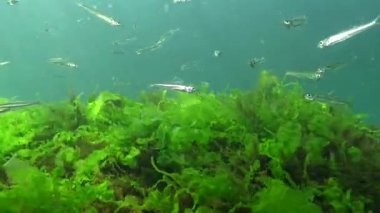 Karadeniz 'de deniz yosunları arasında büyük ölçekli kum eridi (Atherina pontica). Karadeniz Balığı