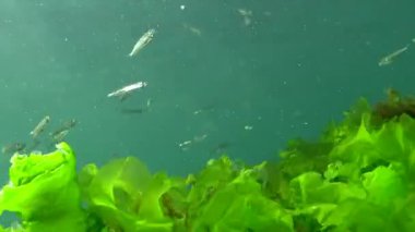 Karadeniz 'de deniz yosunları arasında büyük ölçekli kum eridi (Atherina pontica). Karadeniz Balığı