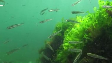 Karadeniz 'de deniz yosunları arasında büyük ölçekli kum eridi (Atherina pontica). Karadeniz Balığı