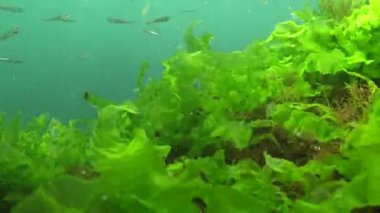 Karadeniz 'de deniz yosunları arasında büyük ölçekli kum eridi (Atherina pontica). Karadeniz Balığı