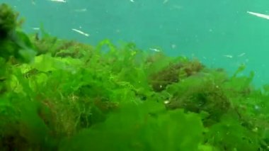 Karadeniz 'de deniz yosunları arasında büyük ölçekli kum eridi (Atherina pontica). Karadeniz Balığı