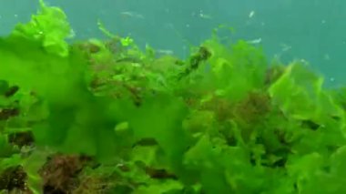 Karadeniz 'de deniz yosunları arasında büyük ölçekli kum eridi (Atherina pontica). Karadeniz Balığı