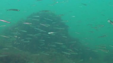 Karadeniz 'de deniz yosunları arasında büyük ölçekli kum eridi (Atherina pontica). Karadeniz Balığı