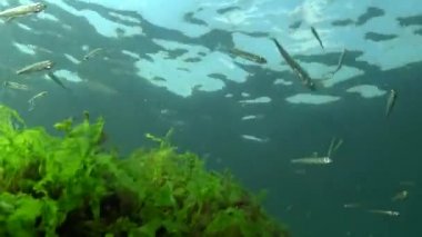 Karadeniz 'de deniz yosunları arasında büyük ölçekli kum eridi (Atherina pontica). Karadeniz Balığı