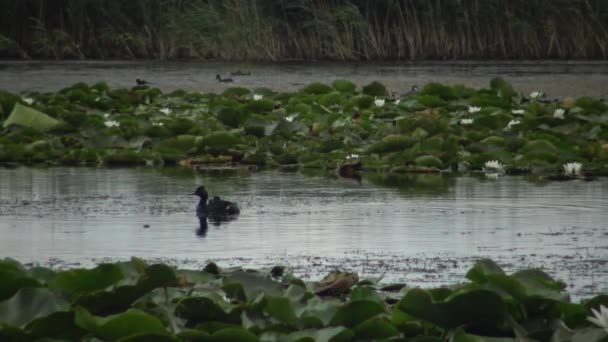 Ein Ententaucher Podiceps Nigricollis Mit Entchen Schwimmt See Ein Männchen — Stockvideo