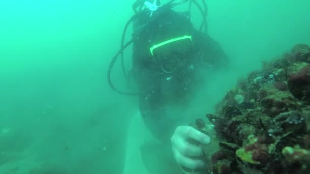Plongeur Arrache Les Palourdes Pour Manger Des Mollusques Moule Mer — Video
