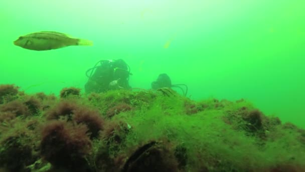 Divers Consider Nest Black Sea Fish Grey Wrasse Symphodus Cinereus — Stock Video