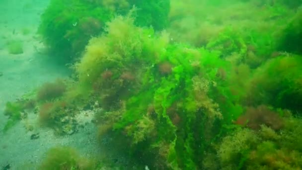 Photosynthese Meer Unterwasserlandschaft Grün Rot Und Braunalgen Auf Unterwasserfelsen Enteromorpha — Stockvideo