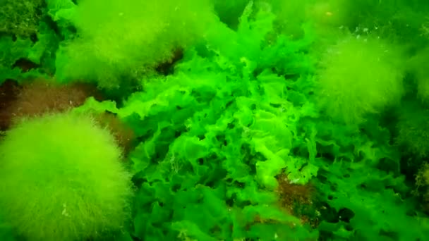 Fotosynthese Zee Onderwaterlandschap Groene Rode Bruine Algen Onderwaterrotsen Enteromorpha Ulva — Stockvideo