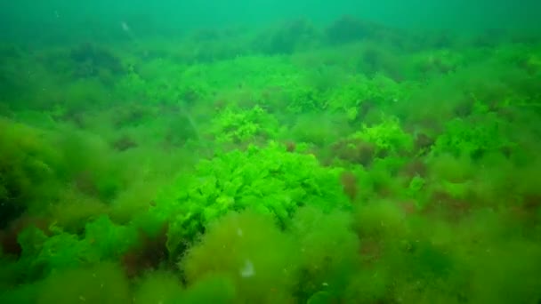 Fotossíntese Mar Paisagem Subaquática Algas Verdes Vermelhas Marrons Rochas Subaquáticas — Vídeo de Stock