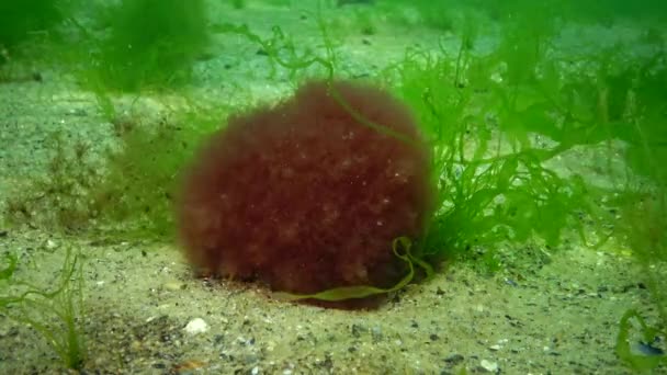 Fotosynthese Zee Onderwaterlandschap Groene Rode Bruine Algen Onderwaterrotsen Enteromorpha Ulva — Stockvideo