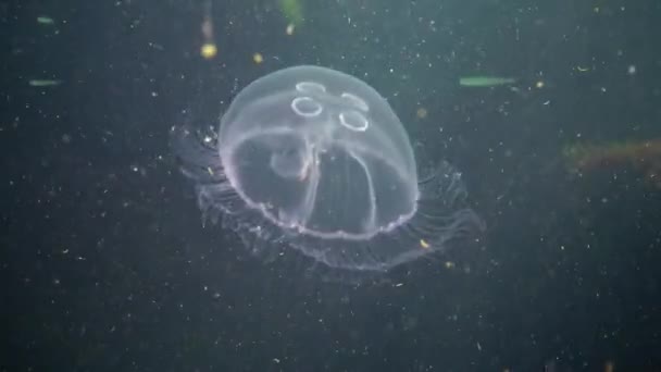 Fauna Mar Negro Aurelia Aurita Geleia Lunar Medusa Lunar Medusa — Vídeo de Stock