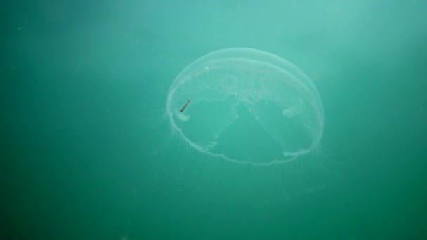 黑海动物区系 奥里莉亚藻 月亮水母 月亮水母 普通水母或飞碟果冻 是水母属广泛研究的物种 敖德萨湾 2017 — 图库视频影像