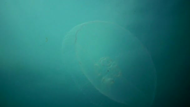 Aurelia Aurita Gelatina Lunare Medusa Lunare Medusa Comune Gelatina Piattino — Video Stock