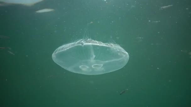 Aurelia Uszata Księżyc Galaretki Księżyc Jellyfish Jellyfish Wspólne Lub Spodek — Wideo stockowe