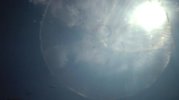 金银花 月亮果冻 月亮水母 普通水母或飞碟果冻 漂浮在水柱中的水母 — 图库视频影像