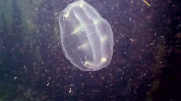 Predatory Comb Jelly Beroe Ovata Sucked Lens Underwater Box Unusual — Stock Video