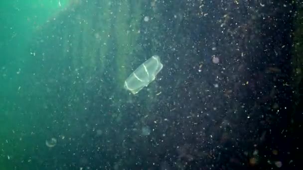 Ctenophoren Räuberwabengelee Beroe Ovata Schwimmen Auf Der Suche Nach Nahrung — Stockvideo