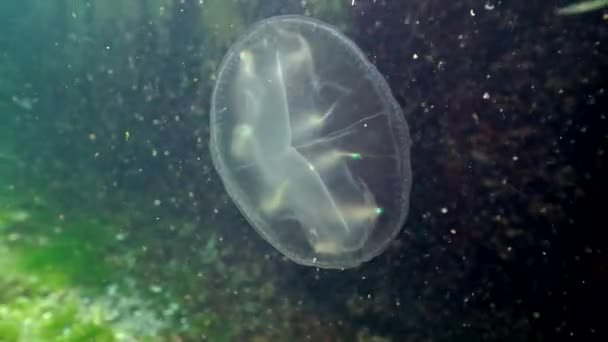 Gelatina Pettine Predatori Beroe Ovata Succhiato Alla Lente Della Scatola — Video Stock