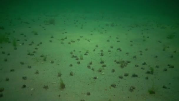 Large Number Crayfish Small Hermit Crab Diogenes Pugilator Sandy Bottom — Stock Video