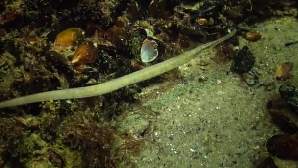 海草丛中的白化病黄绿色雌性宽鼻管鱼 Syngnathus — 图库视频影像