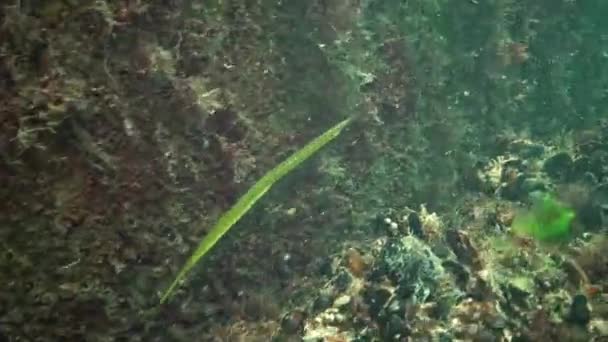 Sarı Yeşil Kadın Geniş Burunlu Pipefish Syngnathus Typhle Yosun Çalılıkları — Stok video