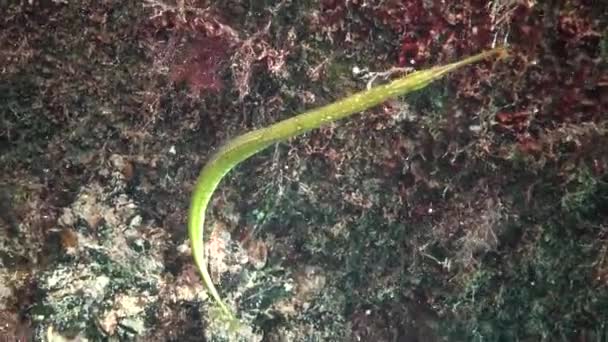 Sarı Yeşil Kadın Geniş Burunlu Pipefish Syngnathus Typhle Yosun Çalılıkları — Stok video