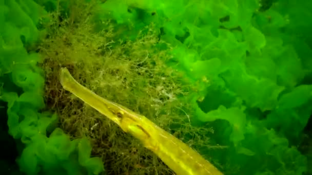 Gelb Grüne Weibchen Seenadeln Syngnathus Typhle Dickicht Der Algen — Stockvideo